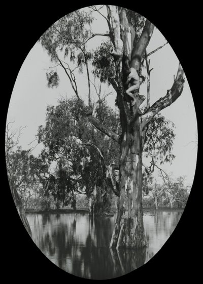 Taking a Wood Ducks Nest by Archibald James Campbell